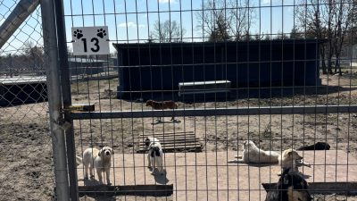 SOKAK HAYVANLARI GÜNÜ AÇIKLAMASI