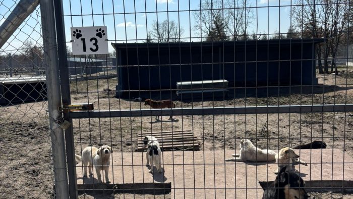 SOKAK HAYVANLARI GÜNÜ AÇIKLAMASI